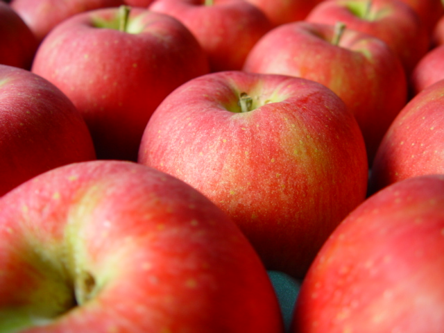 アグリスタくましろのシナノスイート ご家庭用約5kg(12～20玉) 10月中旬より発送 長野県 信州 南信州 高森町 果物 くだもの 旬 旬の果物 旬のりんご 訳あり アグリスタくましろ