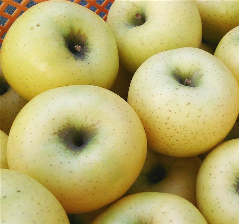 アグリスタくましろのシナノゴールド ご家庭用約3kg(6～12玉) 10月下旬より発送 長野県 信州 南信州 高森町 果物 くだもの 旬 旬の果物 旬のりんご 訳あり アグリスタくましろ