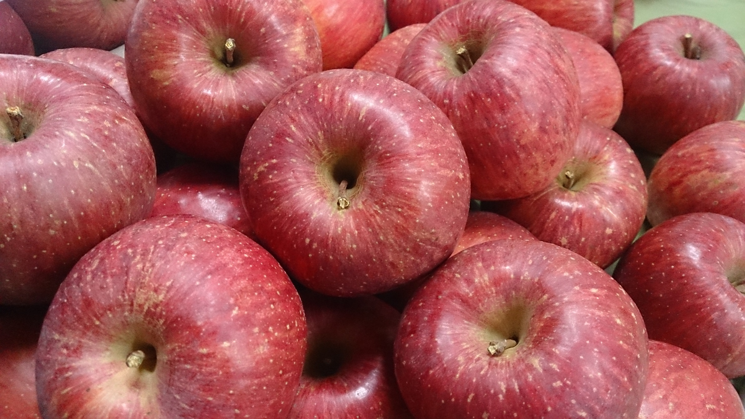 アグリスタくましろのサンふじ ご家庭用約3kg(6～12玉) 11月下旬より発送 長野県 信州 南信州 高森町 果物 くだもの 旬 旬の果物 旬のりんご 訳あり アグリスタくましろ