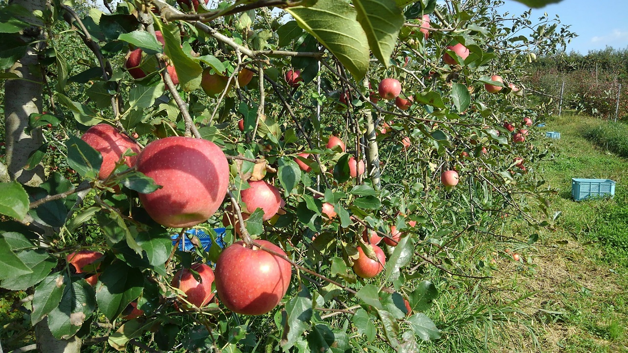 リンゴ シナノスイート 大玉 7～8個 長野県 信州 南信州 高森町 果物 くだもの 旬 旬の果物 旬のりんご ピアブランカ