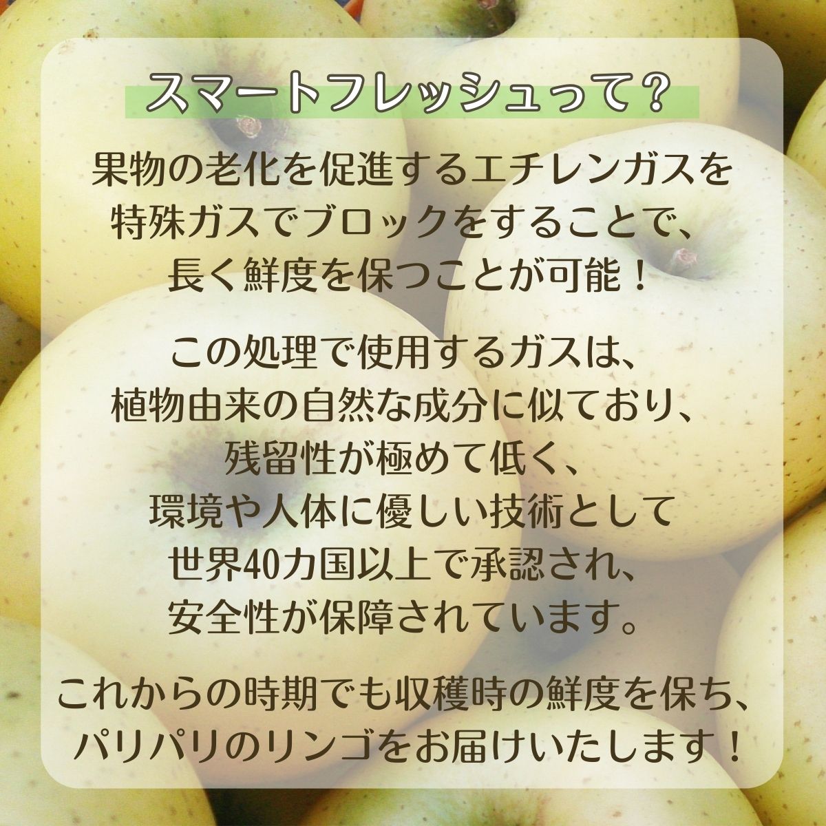 【アグリスタくましろ】シナノゴールドSF　ご家庭用約5kg(12～20玉) 長野県 信州 南信州 高森町 りんご スマートフレッシュ