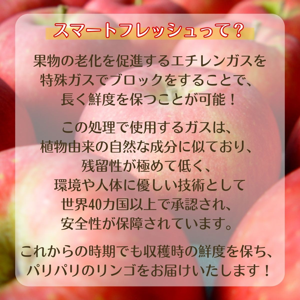 【アグリスタくましろ】シナノスイートSF　ご家庭用約5kg(12～20玉) 長野県 信州 南信州 高森町 りんご スマートフレッシュ