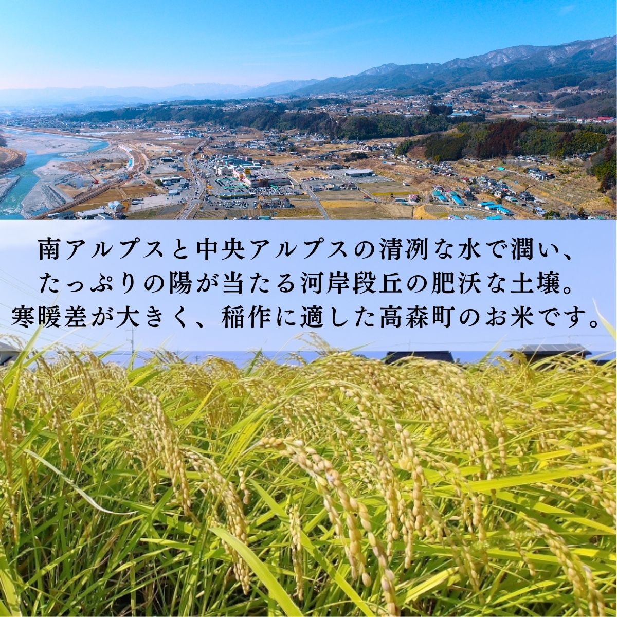 【毎月定期便】コシヒカリ玄米10kg 全6回