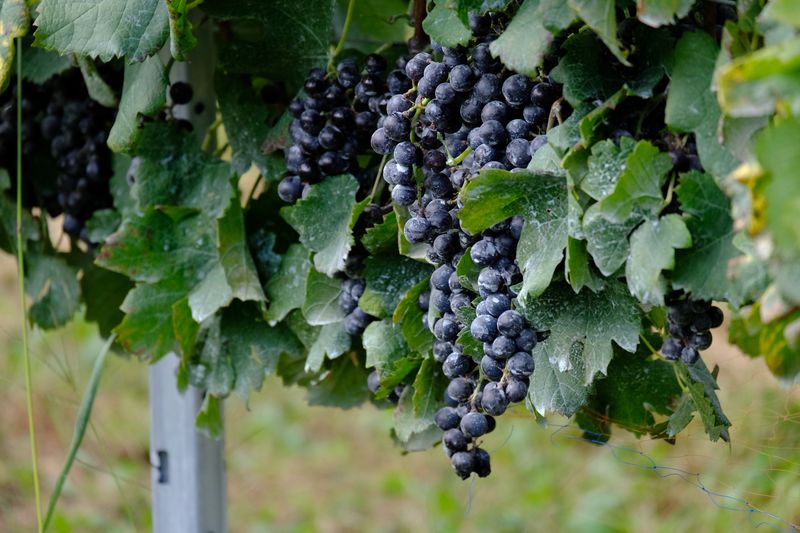 高森町産ぶどう使用 赤ワイン 編 [とじいと] 750ml×1本 長野県 信州 南信州 お酒 アルコール ミディアムボディ ヴァンヴィ VinVie