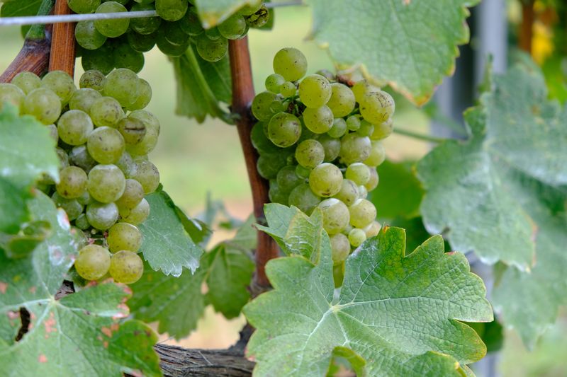 高森町産ぶどう使用 白ワイン 緒 [いとぐち] 750ml×1本 長野県 信州 南信州 お酒 アルコール 辛口 ヴァンヴィ VinVie