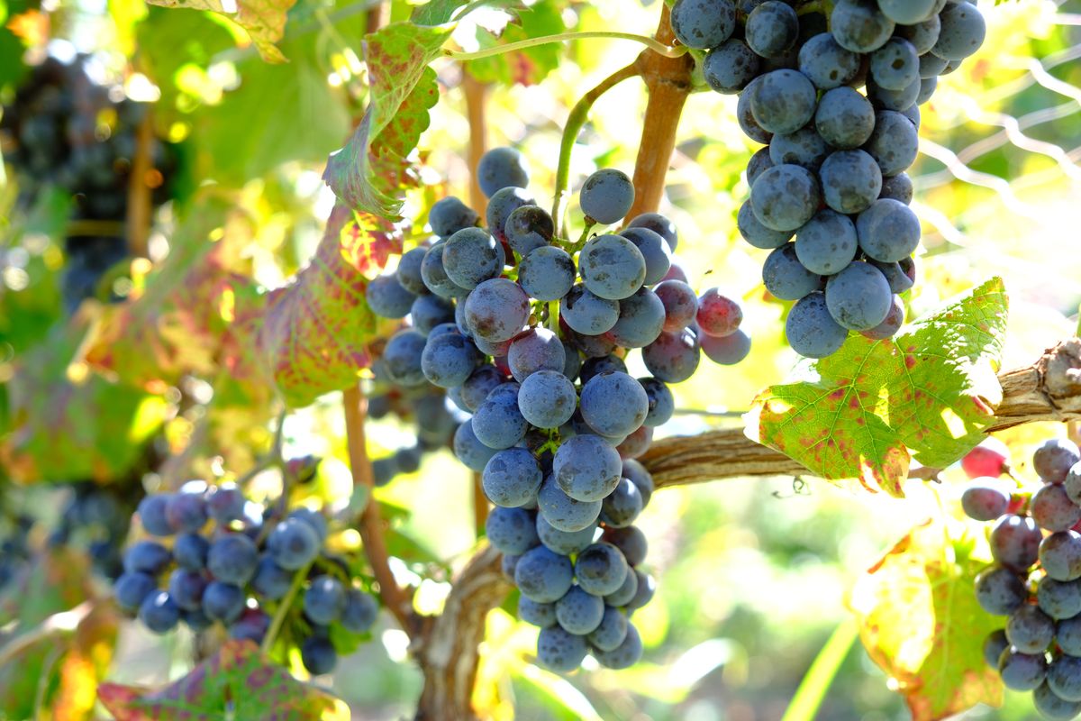 高森町産ぶどう使用 赤ワイン カベルネ・フラン 樽熟成 750ml×1本 長野県 信州 南信州 お酒 アルコール ミディアムボディ 樽熟成 ヴァンヴィ VinVie