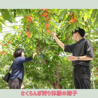 【南信州高森町】さくらんぼ狩り(3名様)