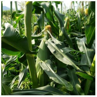 【南信州高森産】朝採れ完熟とうもろこし(ピュアホワイト)10本 長野県 信州 旬の野菜 やさい 夏野菜 コーン 中平農園