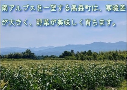 【南信州高森産】朝採れ完熟とうもろこし(ピュアホワイト・ゴールドラッシュ) 計10本 長野県 信州 旬の野菜 やさい 夏野菜 コーン 中平農園