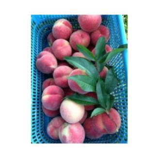 【R8年分 先行受付】長野県高森町産 桃(あかつき) 約5kg ＜2026年7月下旬発送＞ 信州 南信州 農家直送 果物 くだもの もも モモ 旬 旬の果物 旬の桃 鮮度抜群  完熟 やまやす中島農園