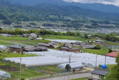 【贈答用ハウス栽培】大人気 厳選シャインマスカット 1kg(2～3房) 2026年7月中旬より発送 長野県 信州 南信州 高森町 農家直送 ぶどう 果物 くだもの 旬のぶどう シャイン ギフト