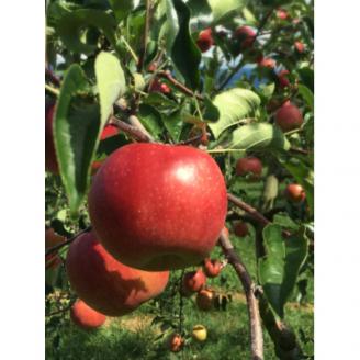 【南信州高森産】旬のシナノスイート100%りんごジュース(1リットル×4本) 長野県 信州 ストレートりんごジュース りんご リンゴ ４本