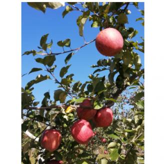 【南信州高森産】サンふじ100%りんごジュース(1L×4本) 長野県 信州 南信州 高森町 ストレートりんごジュース りんご リンゴ ４本