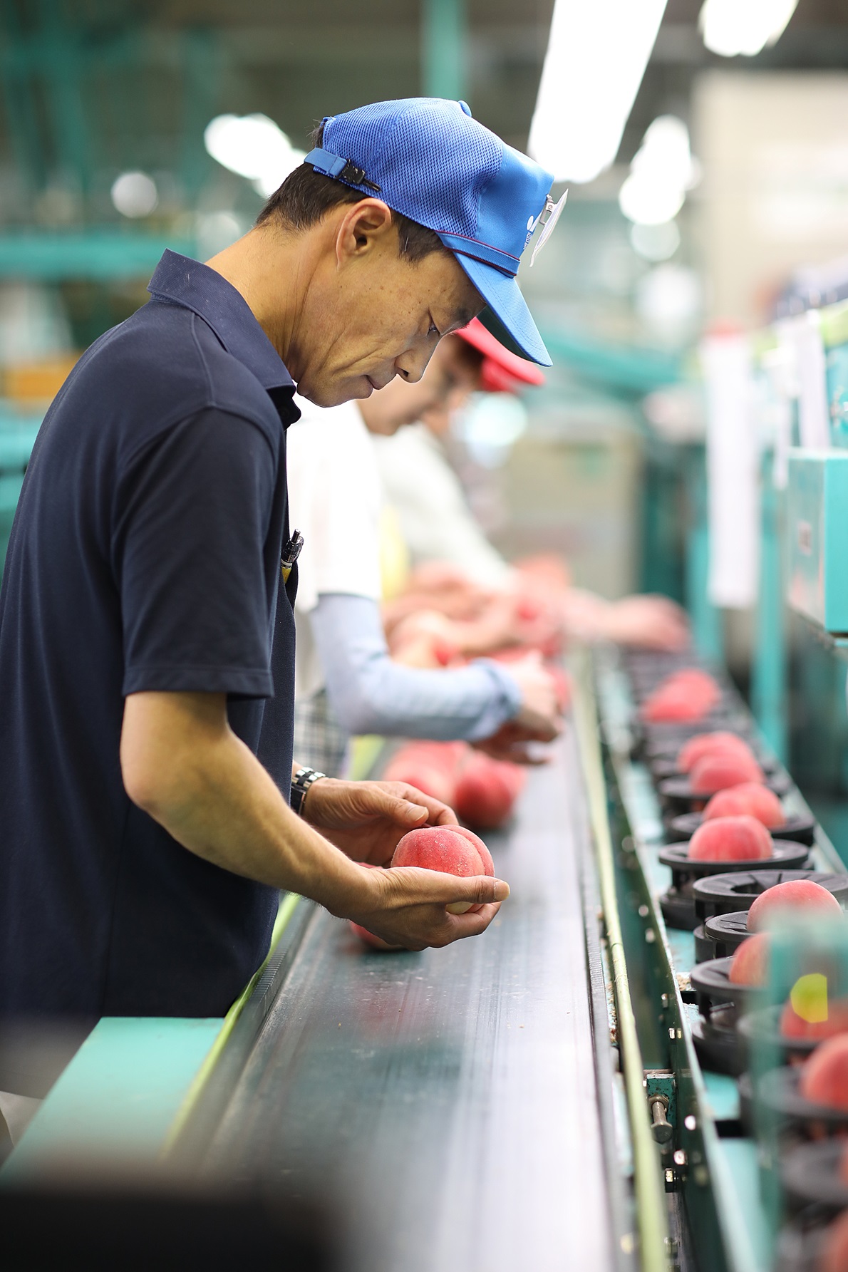 【R8年分 先行受付】【南信州産】あかつき約5kg（秀品）光センサー選別品＜2026年7月中旬より発送＞ 信州 産地直送 ギフト 果物 くだもの もも モモ 旬 旬の果物 旬の桃 JAみなみ信州