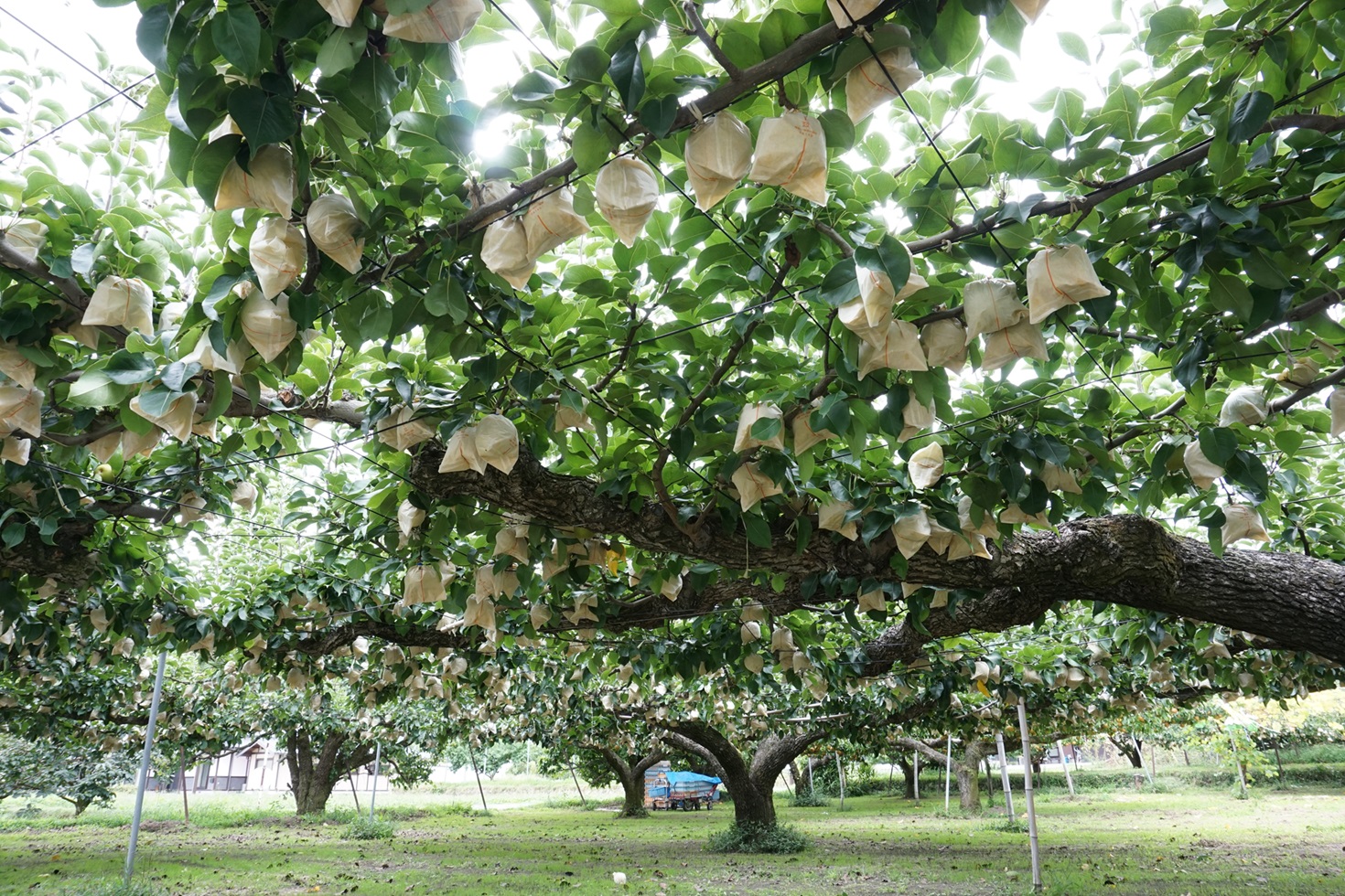 【南信州産】梨「二十世紀」秀品 約5kg（8玉～16玉） 2026年9月上旬より発送 長野県 信州 高森町 産地直送 果物 くだもの なし ナシ 和梨 旬 旬の果物 旬の梨 ギフト 贈答 JAみなみ信州