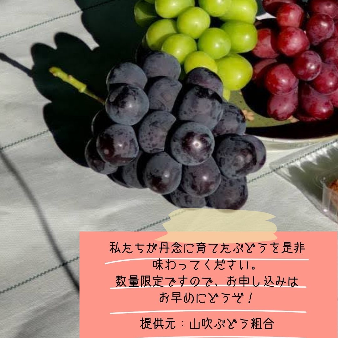 【南信州高森産】ピオーネ 2㎏ 2026年9月中旬より発送 長野県 信州 農家直送 果物 くだもの ぶどう 旬のぶどう 山吹ぶどう狩り組合