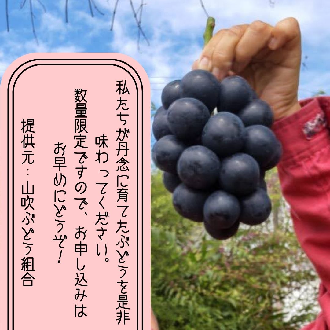 【南信州高森産】令和8年度先行受付ナガノパープル 約1.2kg 2026年8月中旬より発送 長野県 信州 農家直送 果物 くだもの ぶどう 旬のぶどう パープル 山吹ぶどう狩り組合