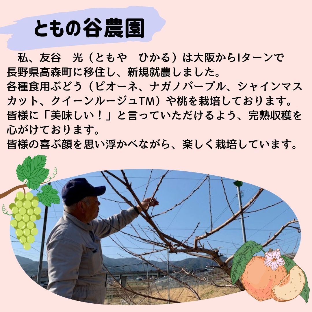 シャインマスカット 訳あり２kg（3～6房）9月下旬より発送 長野県 信州 南信州 高森町 農家直送 果物 くだもの ぶどう 旬のぶどう シャイン ご家庭用 ともの谷農園