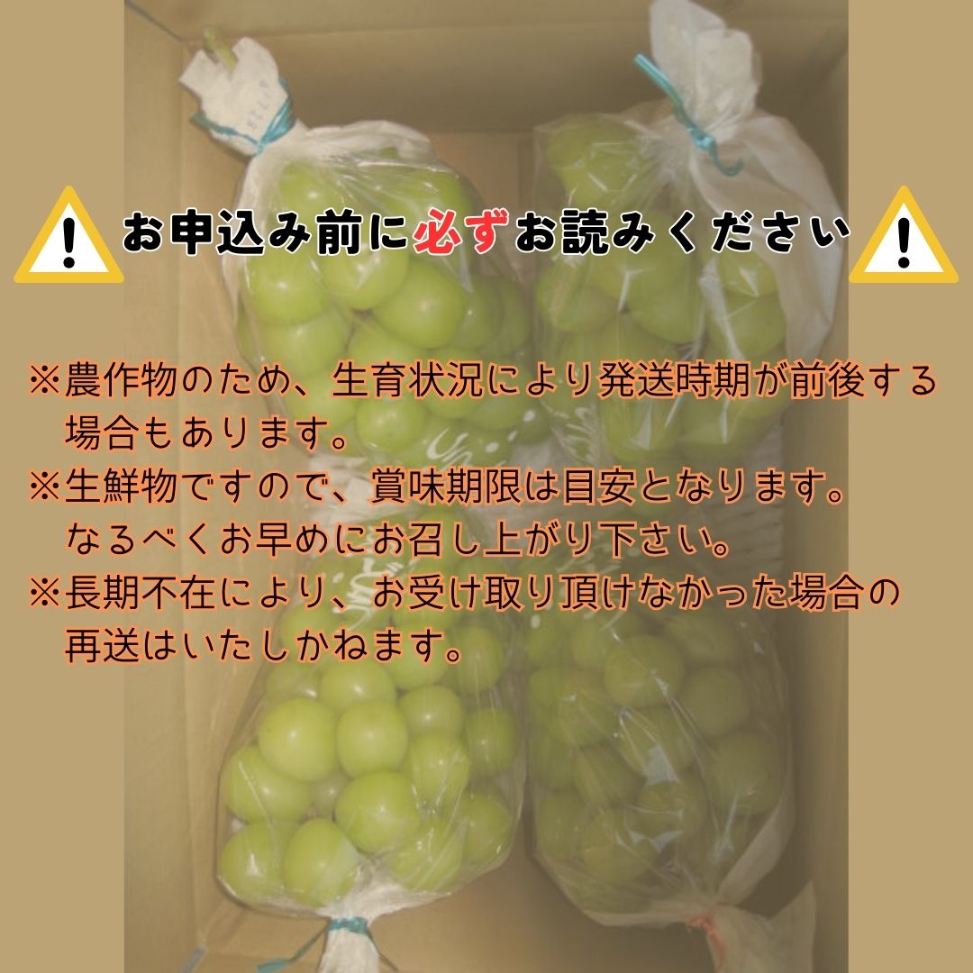 【南信州高森産】シャインマスカット 4房 長野県 信州 農家直送 果物 くだもの ぶどう 旬のぶどう シャイン 鶴屋農園