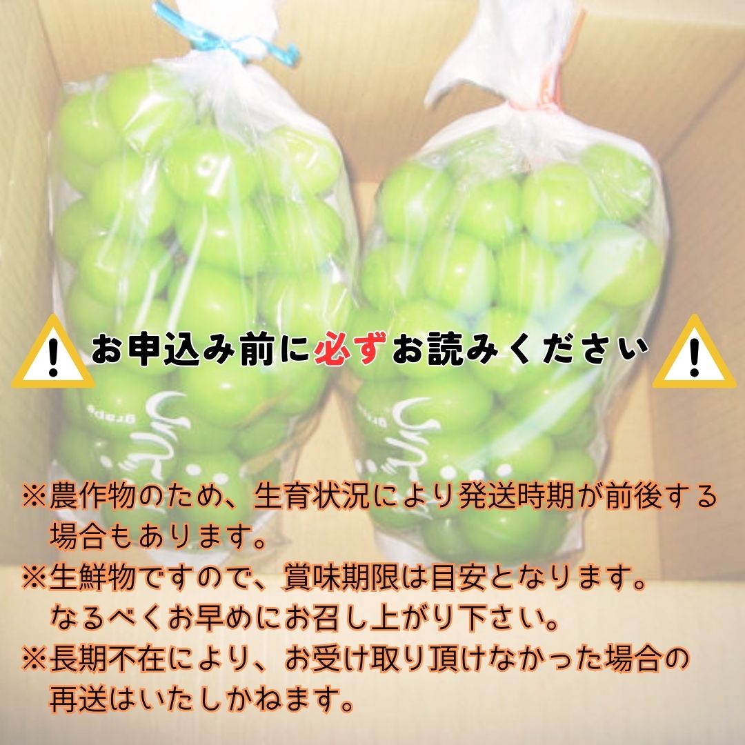 【南信州高森産】シャインマスカット 2房 長野県 信州 農家直送 果物 くだもの ぶどう 旬のぶどう シャイン 鶴屋農園
