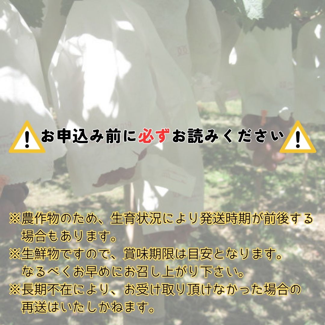 【南信州高森産】希少ぶどう 富士の輝 1房 長野県 信州 農家直送 果物 くだもの ぶどう 旬のぶどう 鶴屋農園