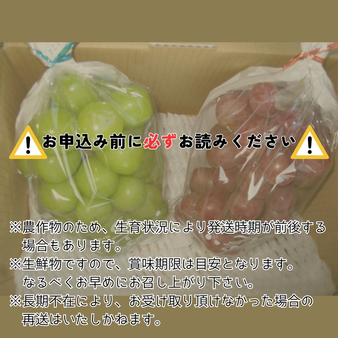 【数量限定】2種のぶどう(シャインマスカット・クイーンルージュ(R))食べ比べセット 計2房 長野県 信州 南信州 高森町 農家直送 果物 くだもの ぶどう 旬のぶどう 鶴屋農園