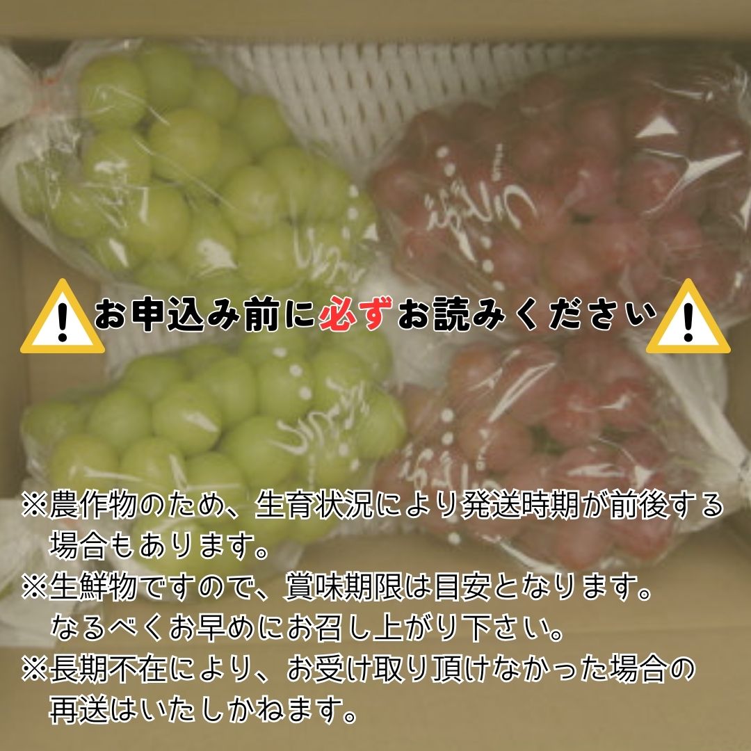 数量限定】2種のぶどう(シャインマスカット・クイーンルージュ(R))食べ比べセット 計４房: 高森町ANAのふるさと納税