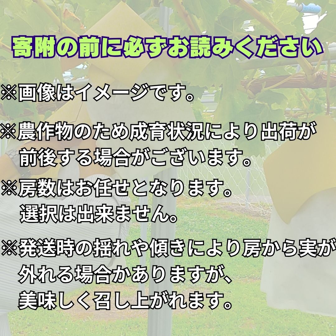 2026年発送【訳あり】ナガノパープル2kg＜2026年8月下旬発送＞ 長野県 信州 南信州 高森町 農家直送 果物 くだもの ぶどう 旬のぶどう パープル ご家庭用 サングレープ