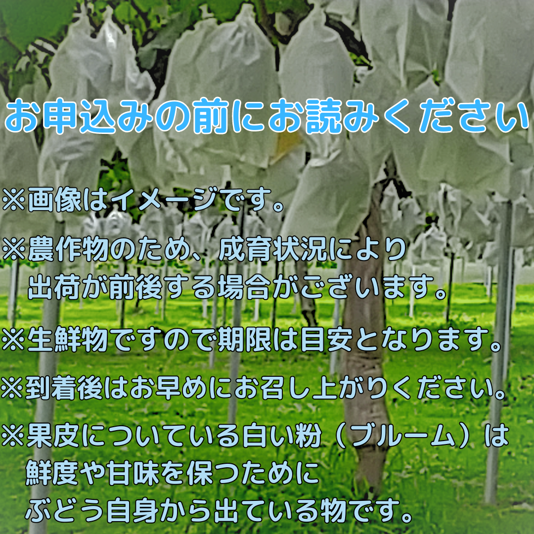 2026年発送 太陽サンサン ぶどう３色セット 各1房＜2026年8月末より発送＞ 長野県 信州 南信州 高森町 農家直送 果物 くだもの ぶどう 旬のぶどう シャインマスカット クイーンルージュ(R) ナガノパープル サングレープ
