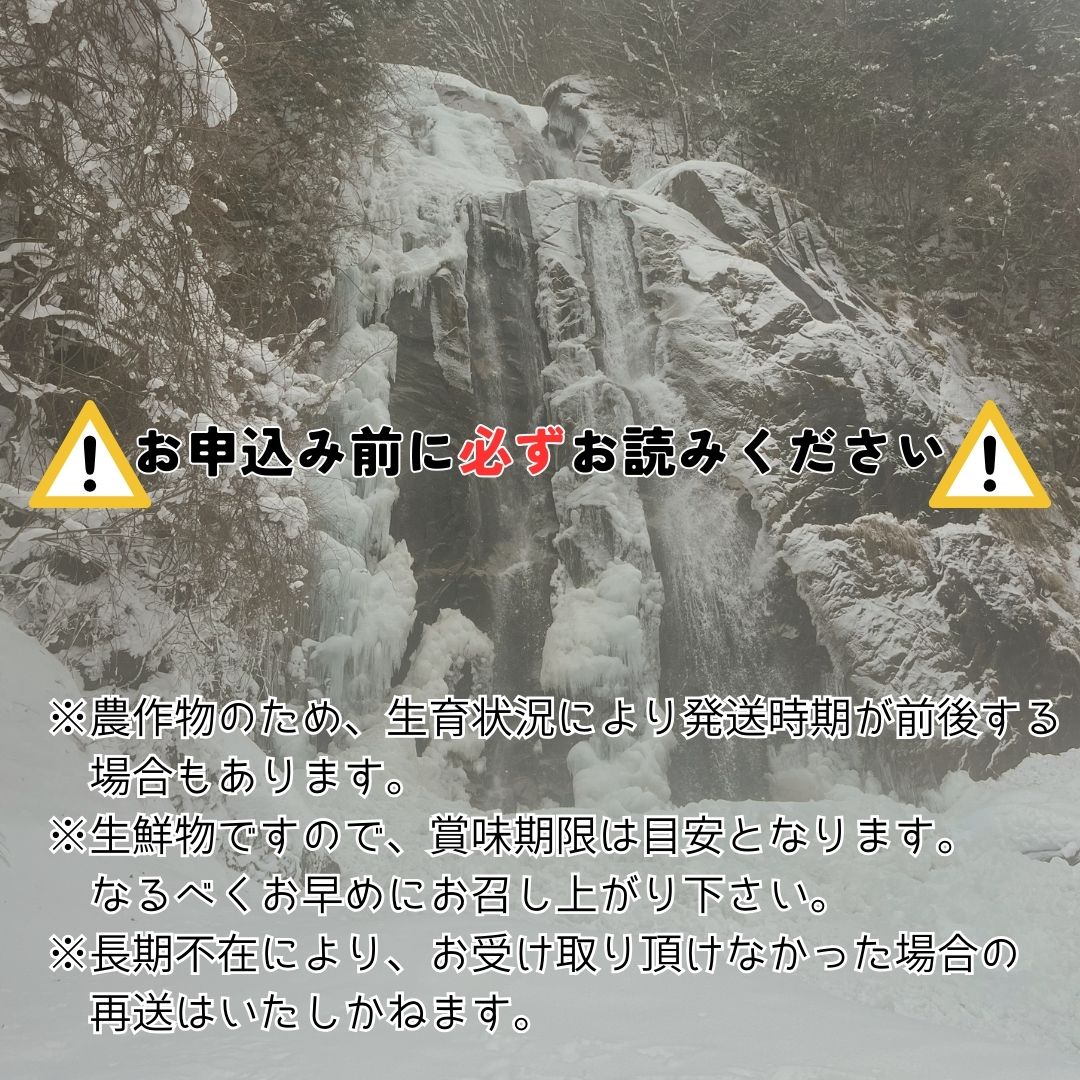 【数量限定】2色高級ぶどう(シャインマスカット、富士の輝)食べ比べセット　長野県 信州 南信州 高森町 農家直送 果物 くだもの ぶどう 旬のぶどう ぶどうセット 鶴屋農園