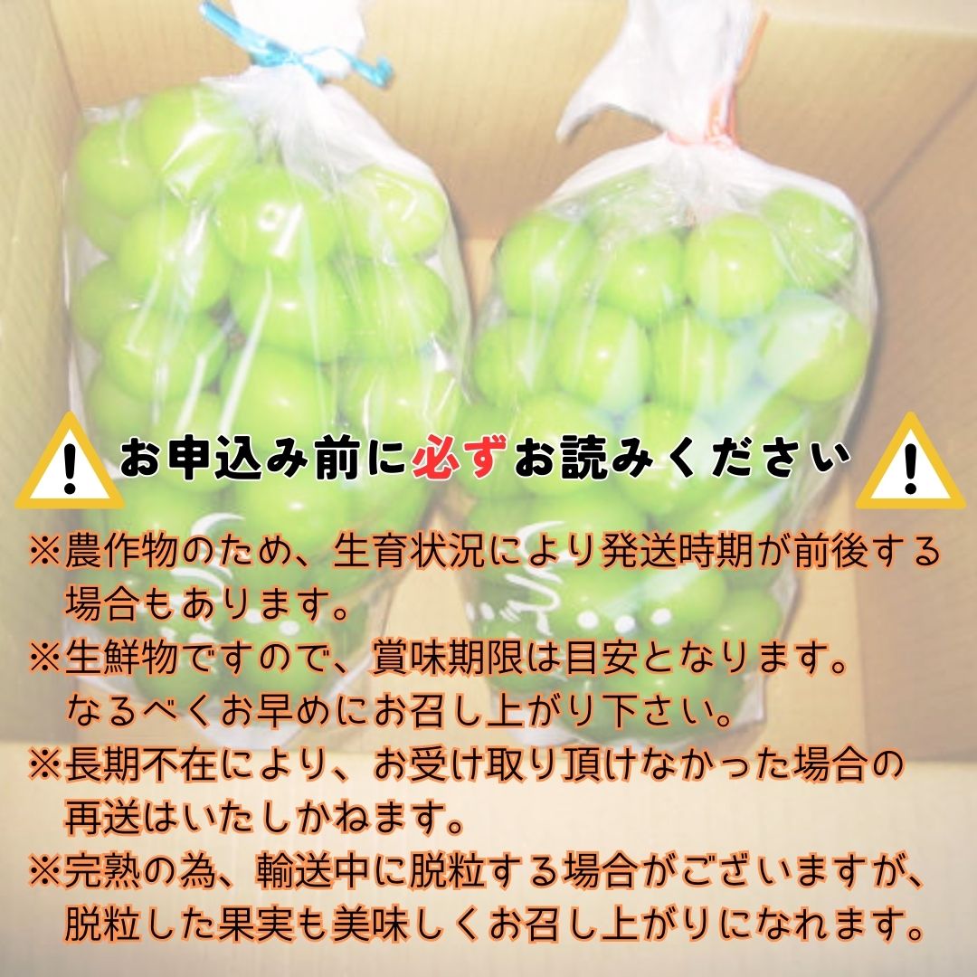 【南信州高森産】訳ありシャインマスカット 2房 長野県 信州 農家直送 果物 くだもの ぶどう 旬のぶどう ご家庭用 鶴屋農園