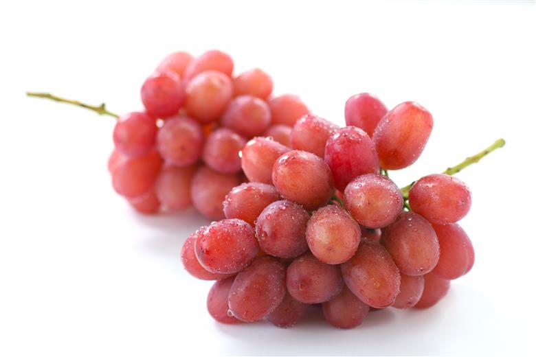 【産地厳選!】長野県産・クイーンルージュ（約1kg）秀品 2026年10月中旬より発送 信州 南信州 高森町 産地直送 果物 くだもの ぶどう 旬のぶどう 山下屋荘介