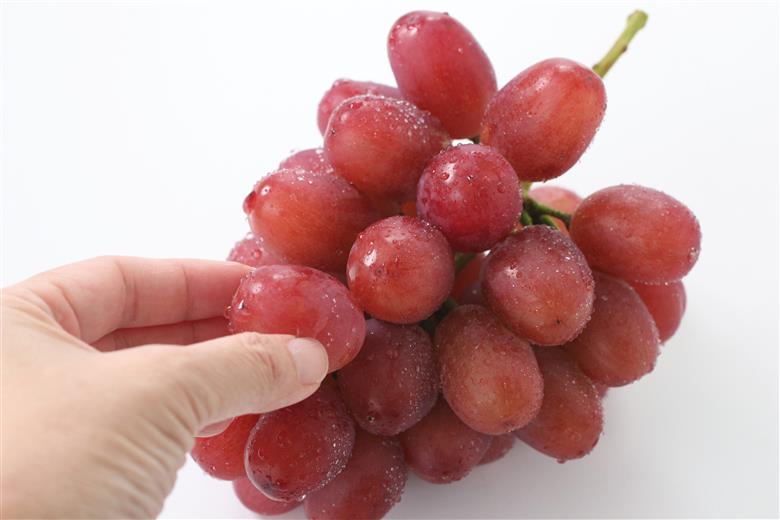 【産地厳選!】長野県産・クイーンルージュ（約2kg）秀品 2026年10月中旬より発送 信州 南信州 高森町 産地直送 果物 くだもの ぶどう 旬のぶどう 山下屋荘介