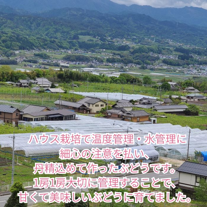 【贈答用ハウス栽培】こだわりのクイーンルージュ(R) 2房1.2kg以上 2026年7月中旬より発送