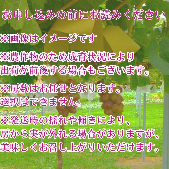 【訳あり】クイーンルージュ(R)2kg＜2026年8月下旬より発送＞