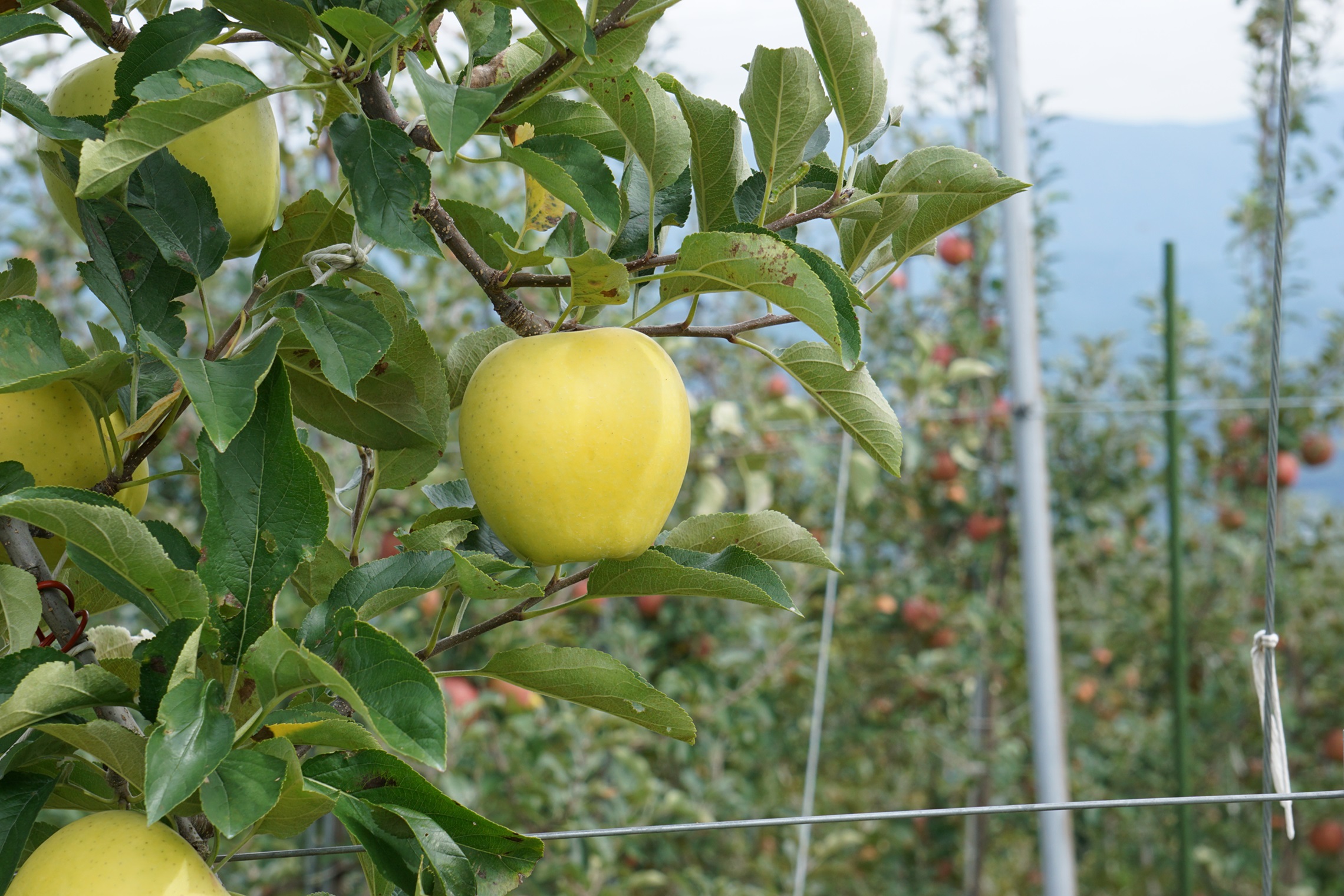 爽やかな風味！【南信州産】シナノゴールド 約5kg 10～18玉 2026年10月下旬より発送 長野県 信州 高森町 産地直送 果物 くだもの 旬のりんご りんご リンゴ りんご3兄弟 JAみなみ信州