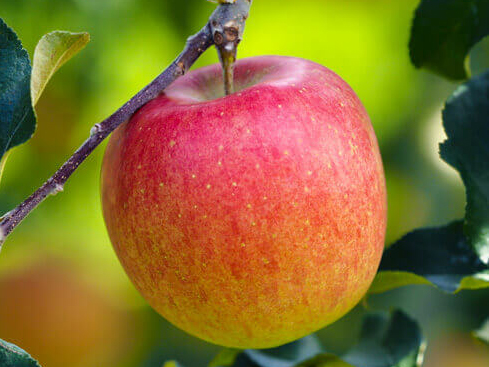 北城農園で人気の南信州産りんご（シナノスイート 11-13玉 約4kg)令和7年分先行予約 長野県 信州 高森町 農家直送 果物 くだもの 旬のりんご