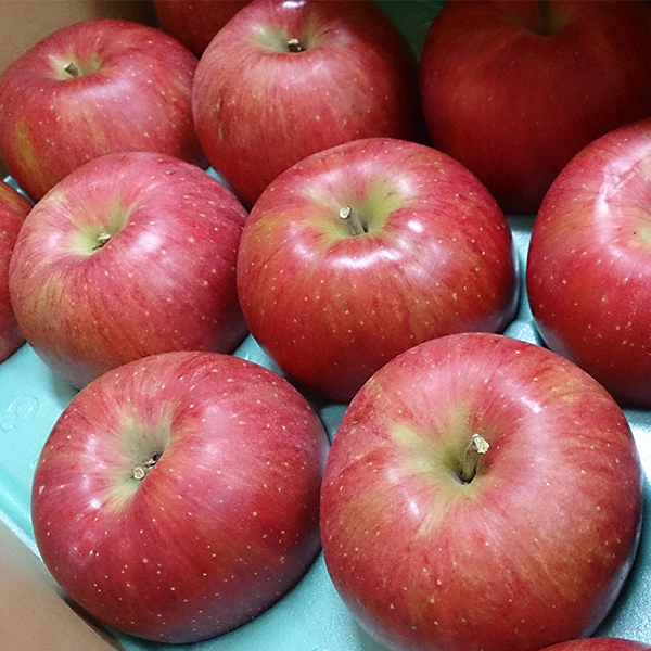 アグリスタくましろのシナノスイート ご家庭用約3kg(6～12玉) 10月中旬より発送 長野県 信州 南信州 高森町 果物 くだもの 旬 旬の果物 旬のりんご 訳あり アグリスタくましろ