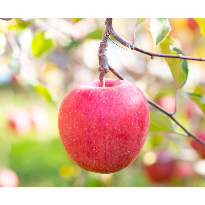 北城農園で人気の南信州産りんご（完熟サンふじ  11-13玉 約4kg)令和7年分先行予約 長野県 信州 高森町 果物 くだもの 旬 旬の果物 旬のりんご