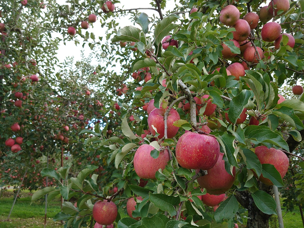アグリスタくましろのサンふじSF　ご家庭用約3kg(6～12玉) 長野県 信州 南信州 高森町 りんご スマートフレッシュ