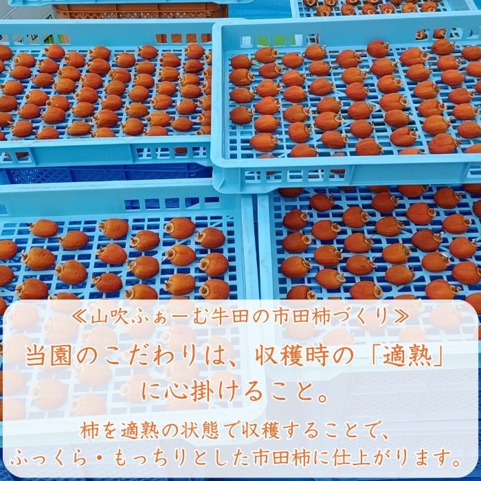 【数量限定】市田柿 2Lサイズ 500g×2袋 2026年1月発送開始 長野県 信州 南信州 高森町 柿 干し柿 かき 高級 和菓子 お茶請け ドライフルーツ 自然食品 山吹ふぁーむ牛田