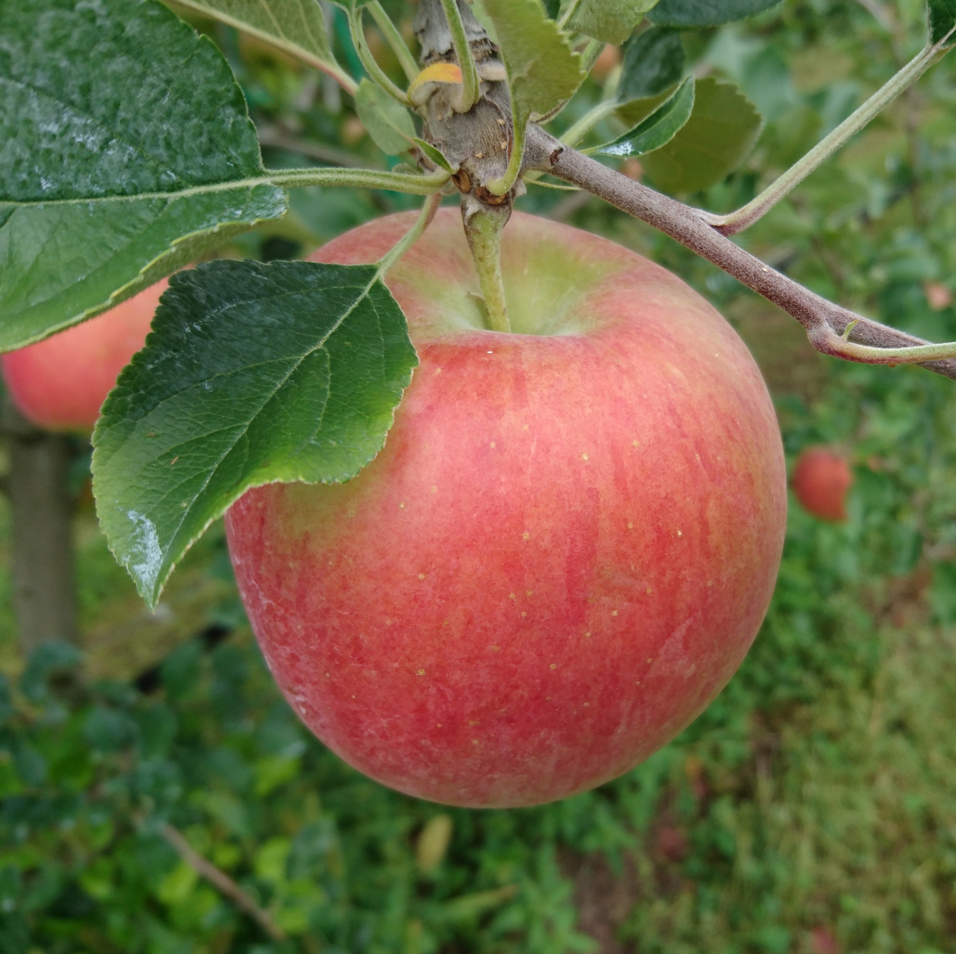 【金の蜜】アグリスタくましろのシナノスイートジュース6本セット(1L×6本) 長野県 信州 南信州 高森町 りんご りんごジュース