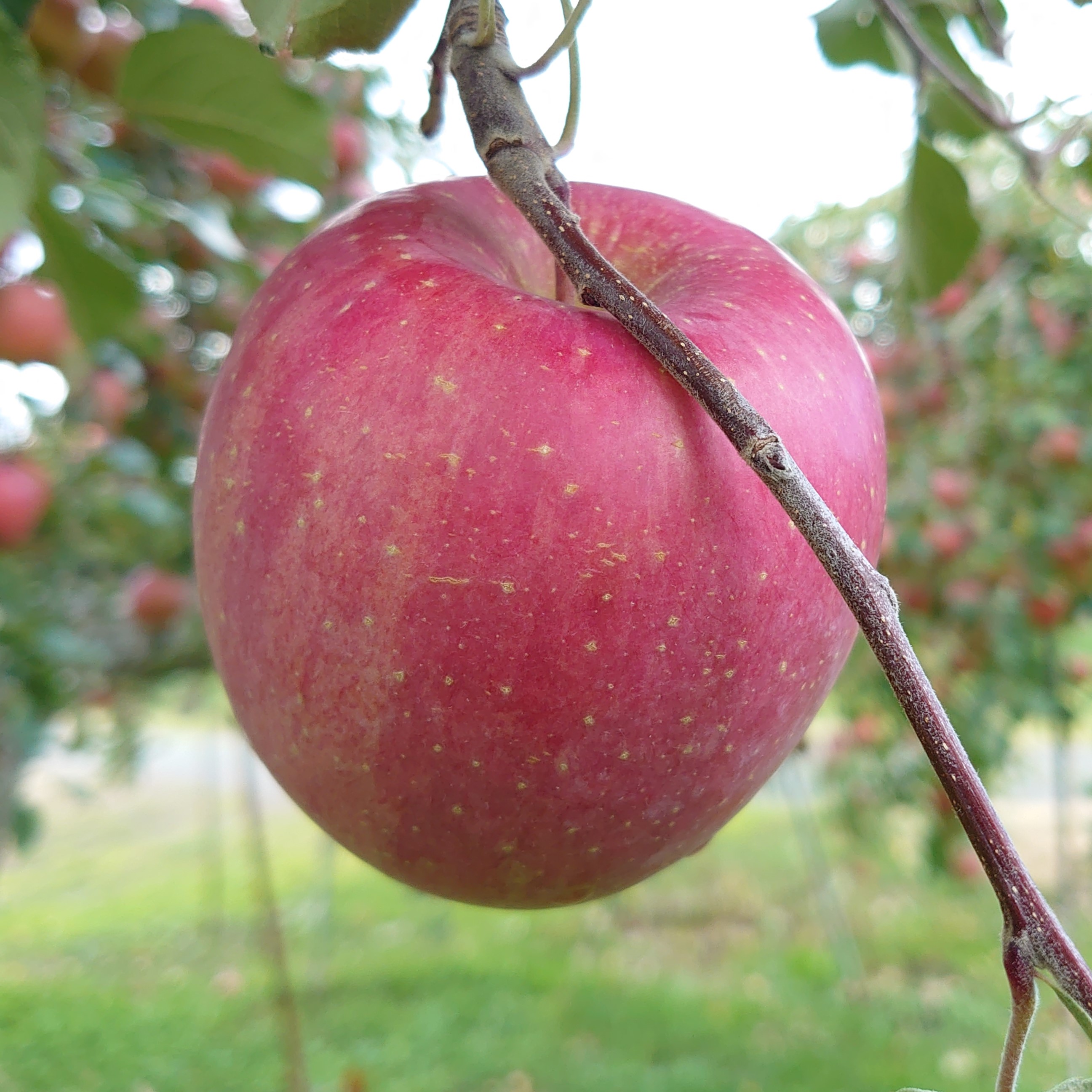 【金の蜜】アグリスタくましろのサンふじジュース6本セット(1L×6本) 長野県 信州 南信州 高森町 りんご りんごジュース
