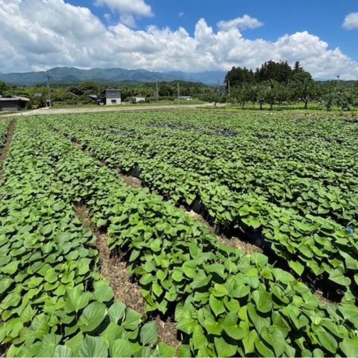 南信州の昔ながらの干しいも　200g×4袋