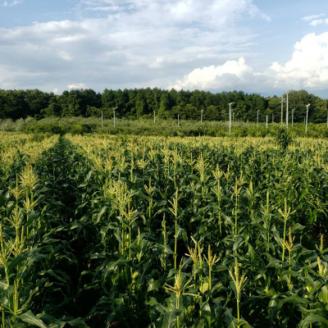 【南信州高森産】朝採れ完熟とうもろこし(ピュアホワイト・ゴールドラッシュ) 計10本 長野県 信州 旬の野菜 やさい 夏野菜 コーン 中平農園