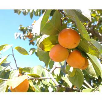 【数量限定】特撰市田柿 華(化粧箱)15個入り 年末出荷