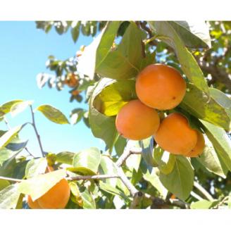 【南信州高森産】袋入り市田柿(L～2Lサイズ) 400g×5袋 長野県 信州 南信州 高森町 柿 干し柿ドライフルーツ お茶請け 高級 和菓子 スイーツ 自然食品 ご家庭用 中平農園 ５袋