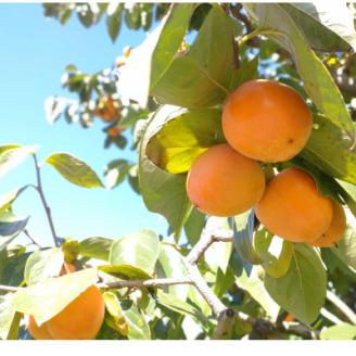 【南信州高森産】市田柿発祥の里 高森町の「市田柿」(L～2Lサイズ) 400g×2袋 12月上旬より発送開始 長野県 信州 柿 干し柿 ドライフルーツ お茶請け 高級 和菓子 スイーツ 自然食品 ご家庭用 宮下農園