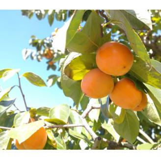 【南信州高森産】市田柿発祥の里 高森町の市田柿 200g×2パック 化粧箱入り 長野県 信州 南信州 柿 干し柿 かき ドライフルーツ お茶請け 高級 和菓子 スイーツ 自然食品