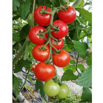 【南信州産】無塩・果汁100%トマトジュース(1L×3本セット) 長野県 信州 高森町 とまと 完熟トマト 濃厚トマトジュース キタザワ農園